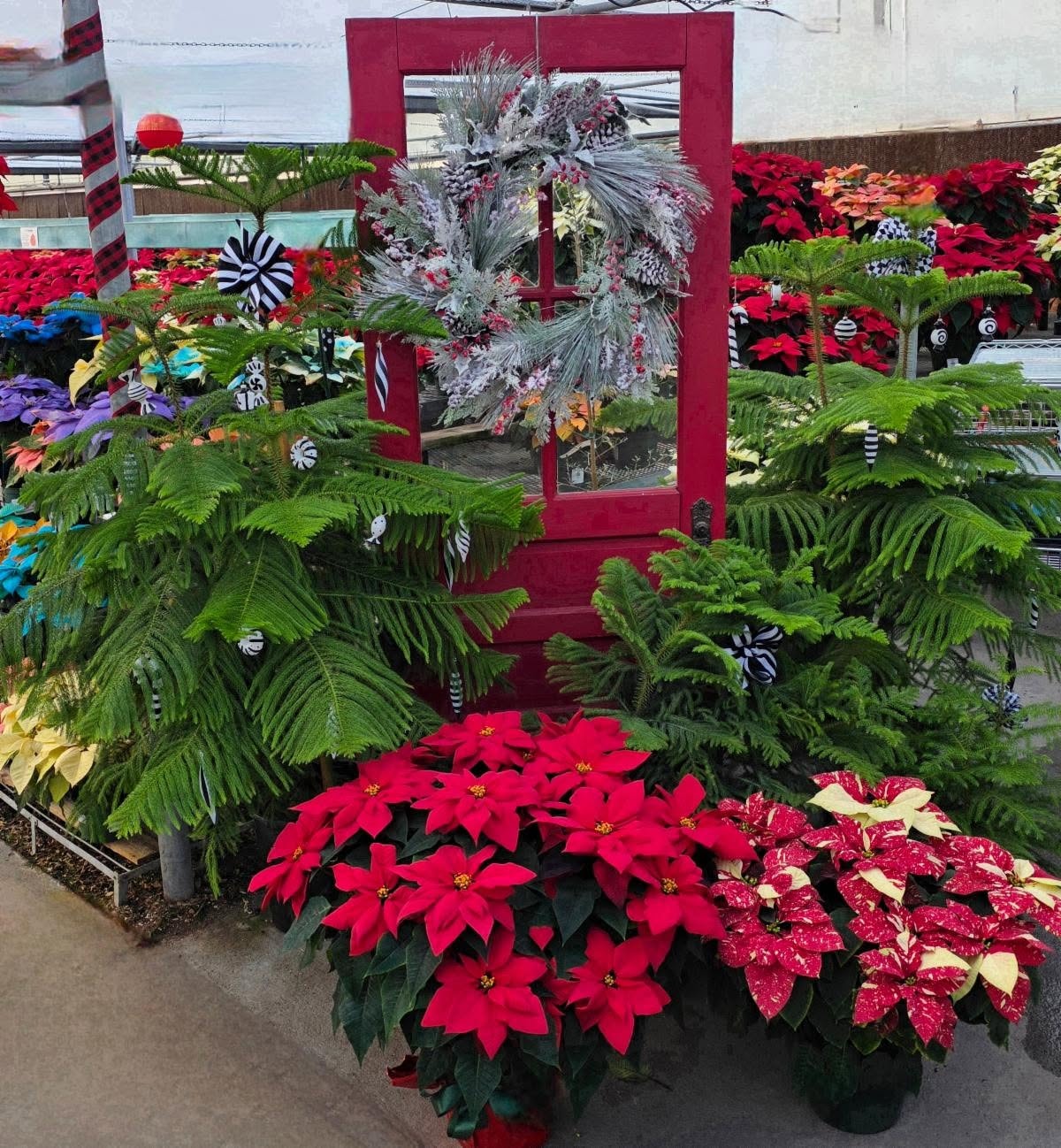 Legendary Poinsettias