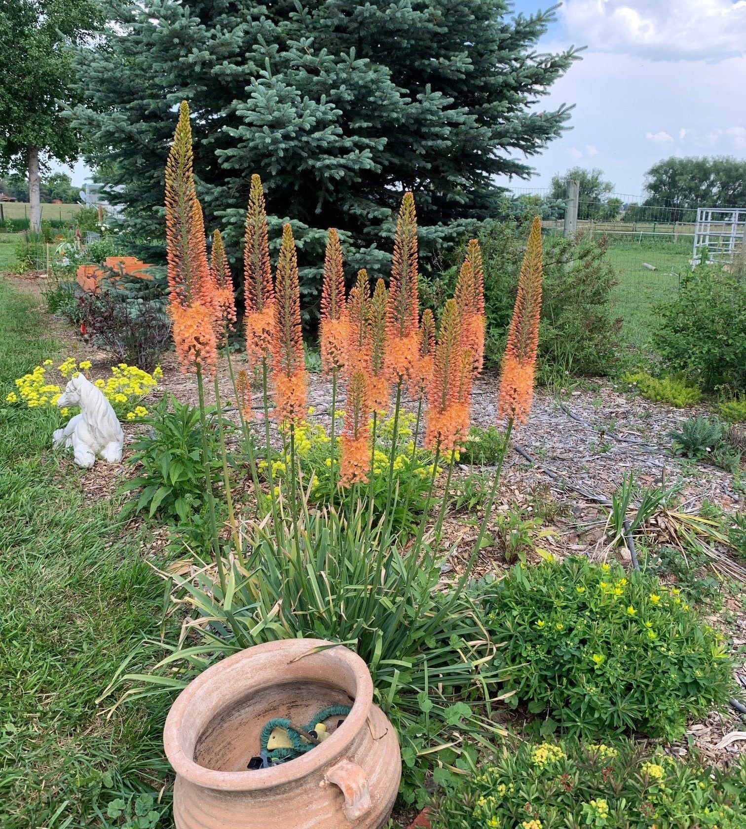 Barb H. — Orange Garden