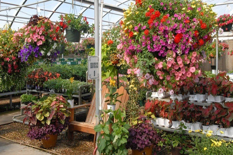 Annuals