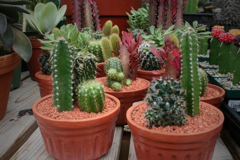 Cacti and Succulents