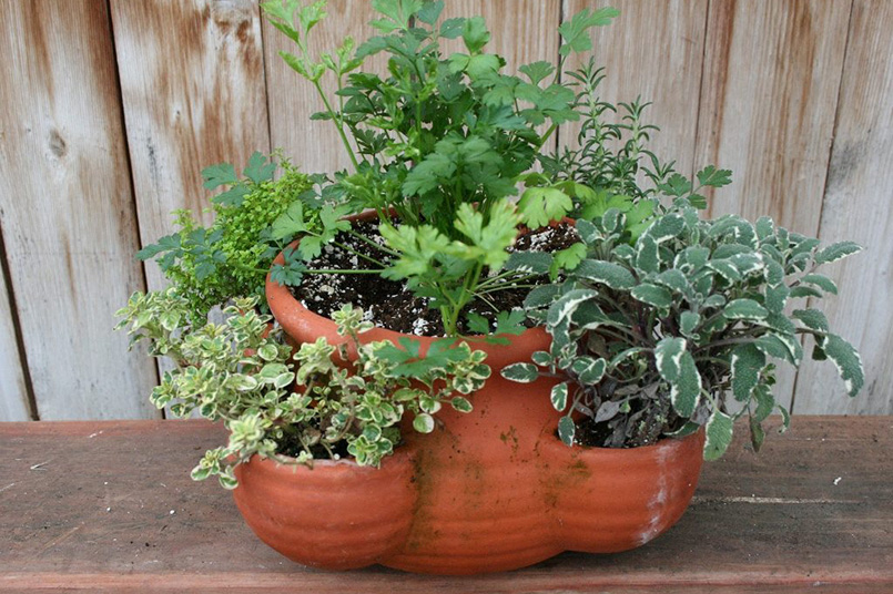 Herbs