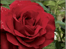 Roses, Nursery & Shrubs