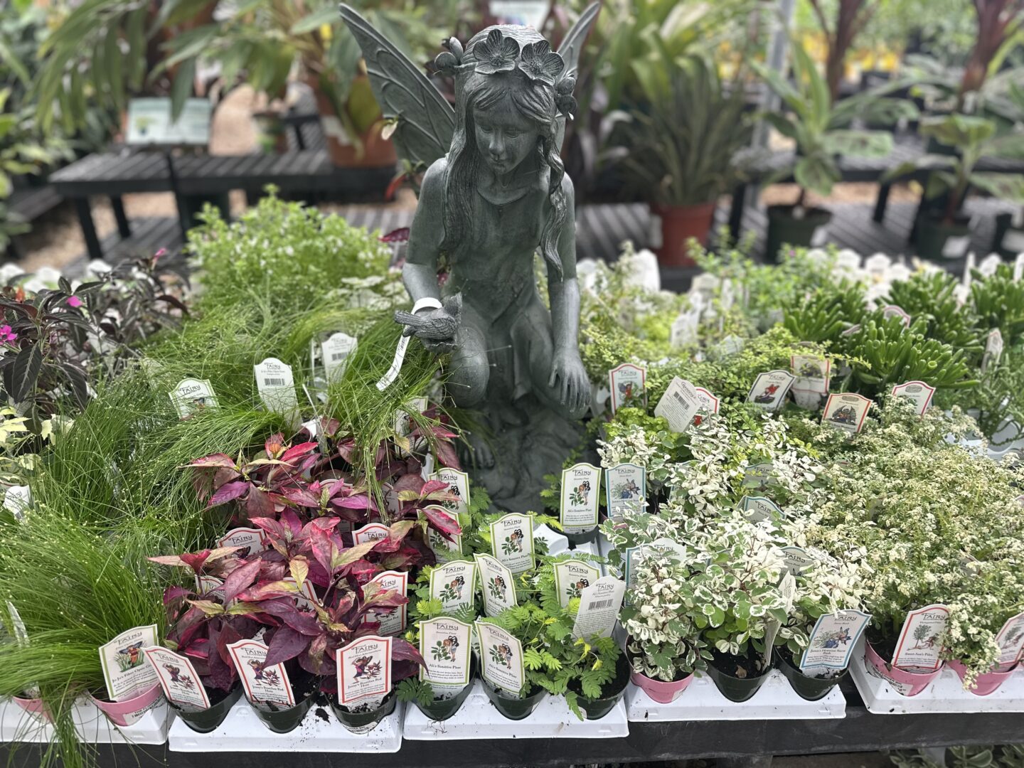 Fairy Plants