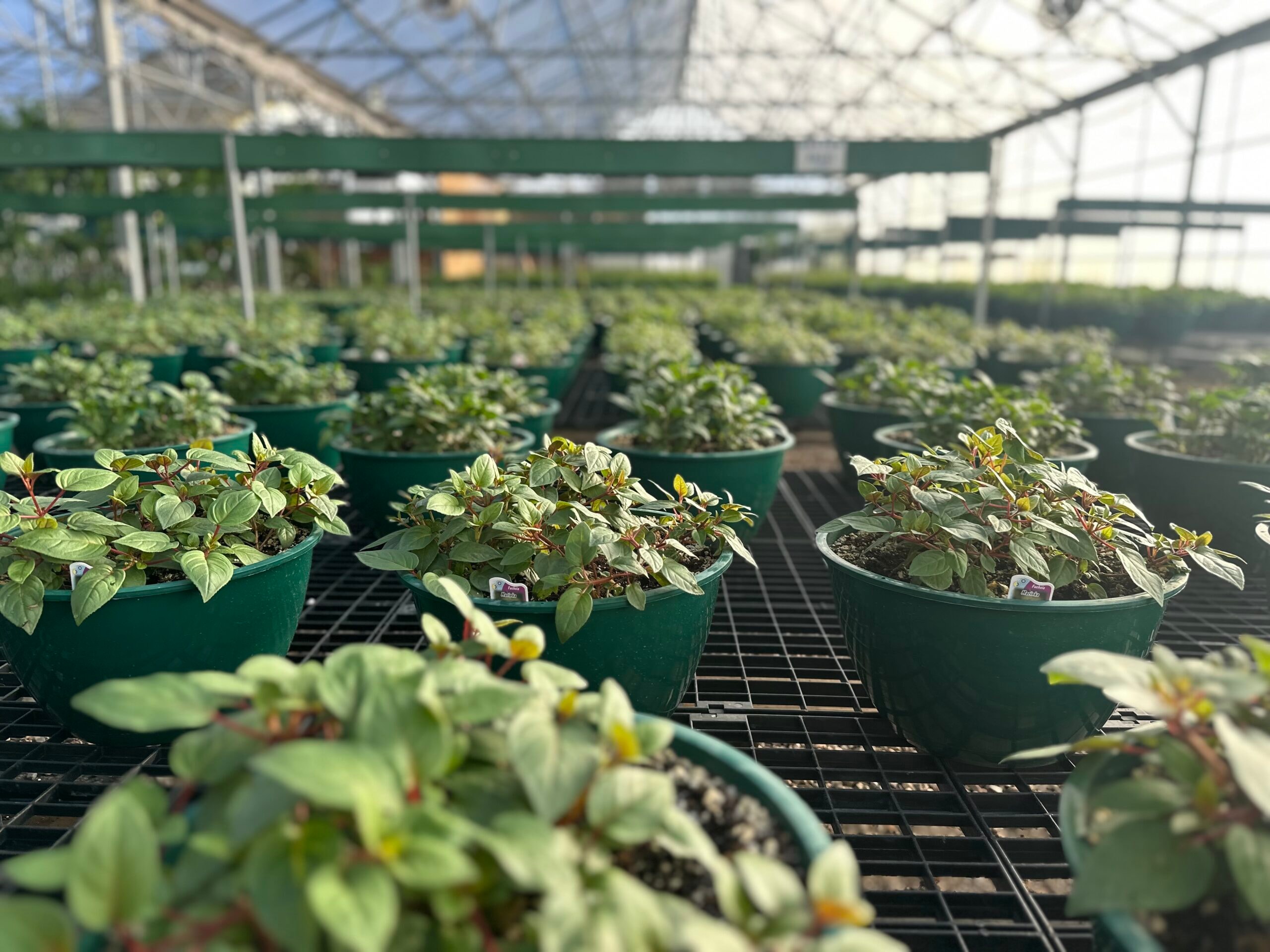 Fuchsia Baskets