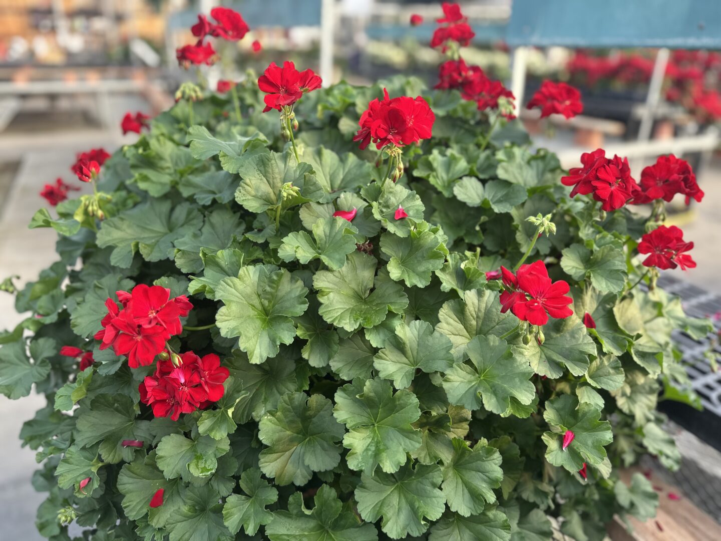 Geraniums in Red