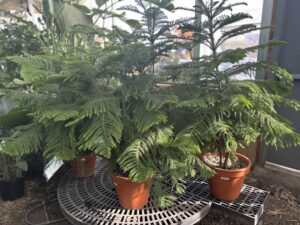 Norfolk Pines in House Plants
