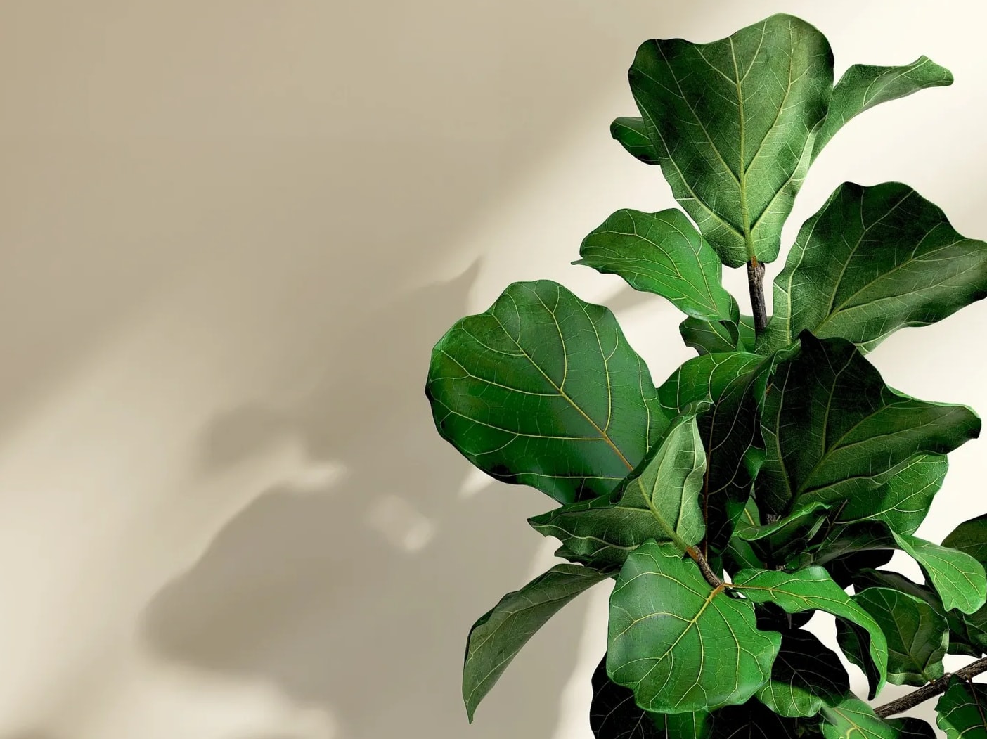 Fiddle Leaf Fig