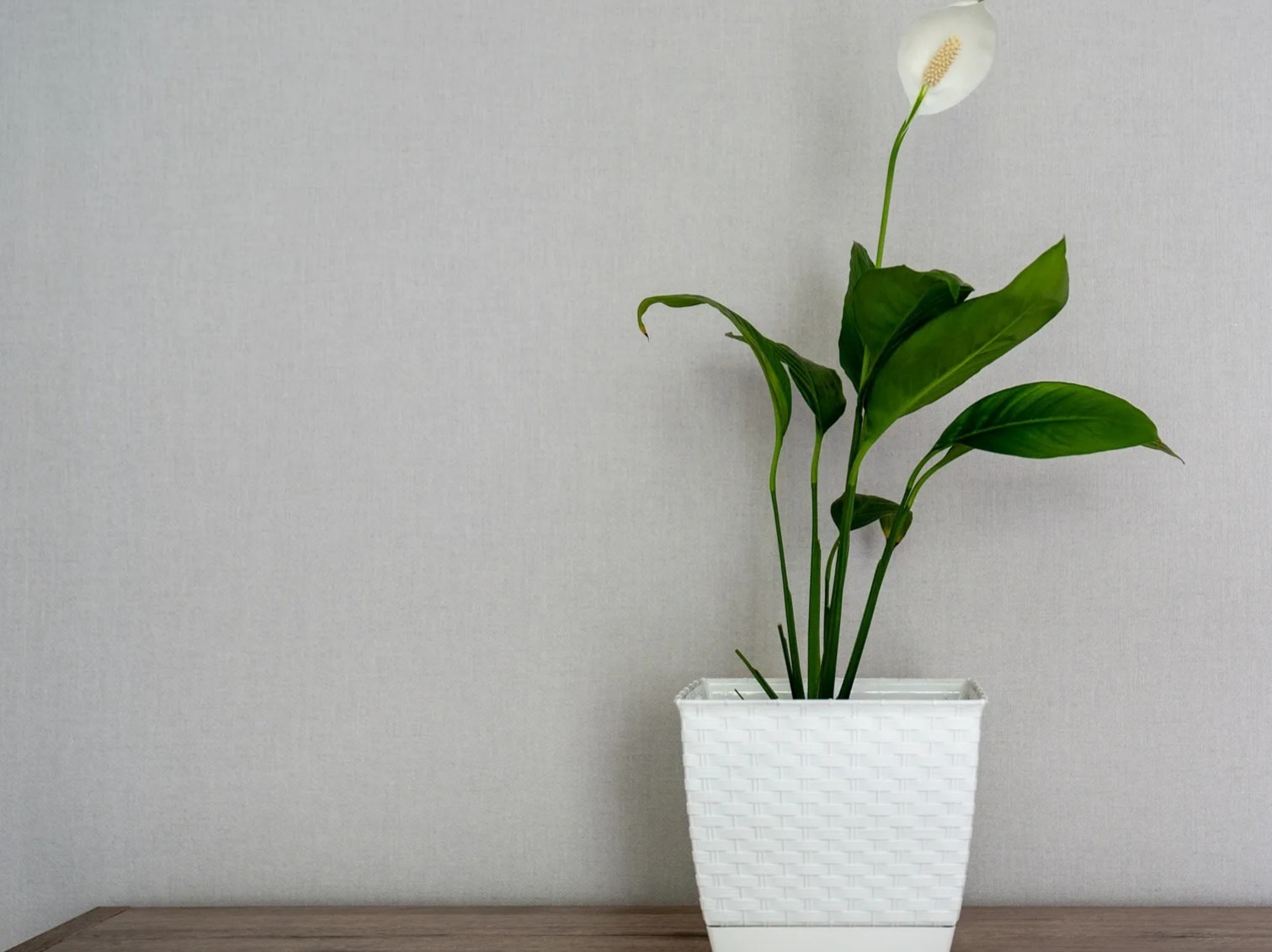 Peace Lily