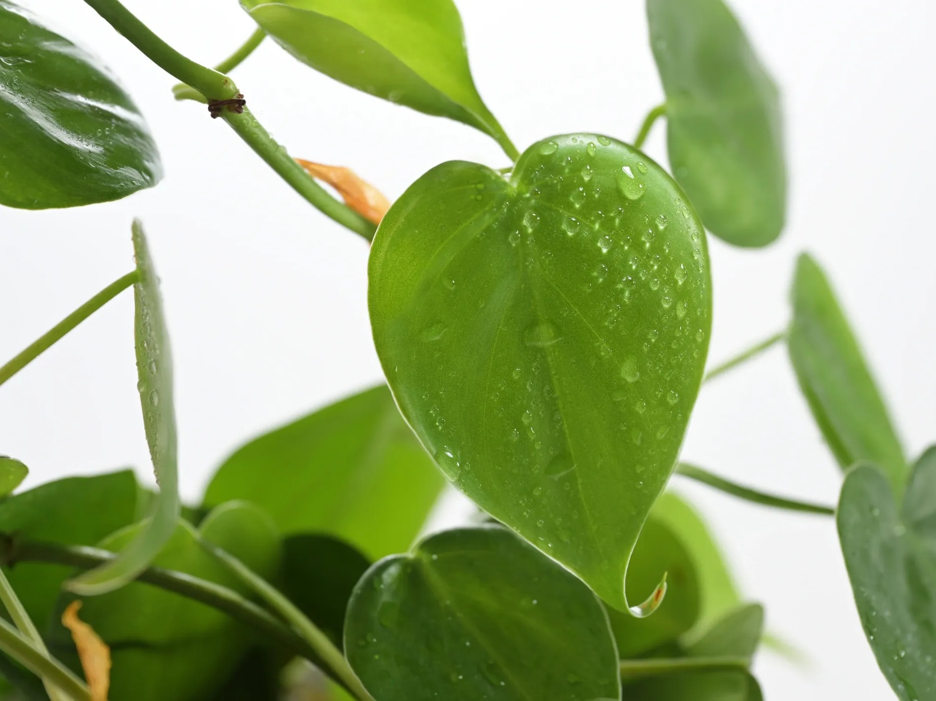 Philodendron