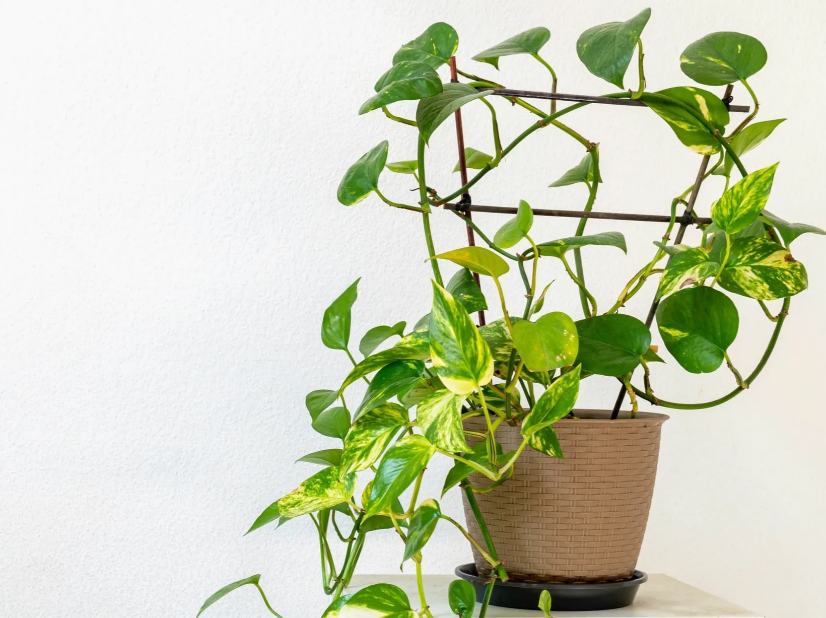Pothos