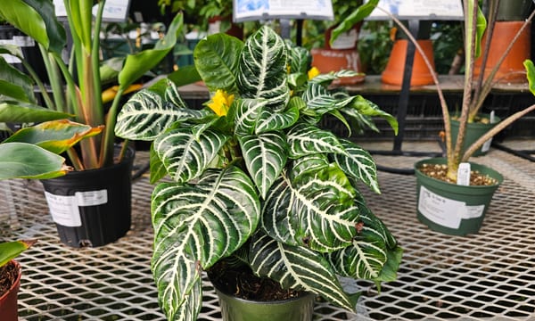 Zebra Plant