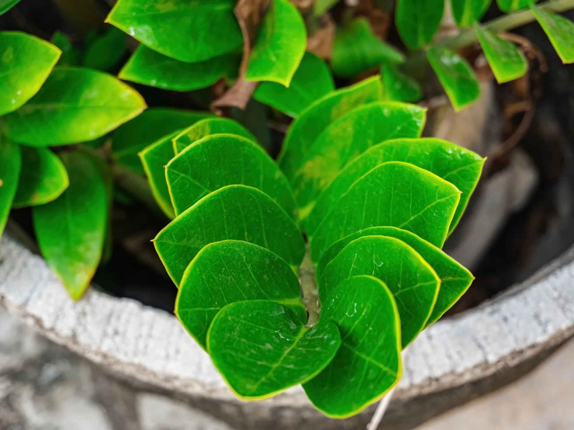 ZZ Plant