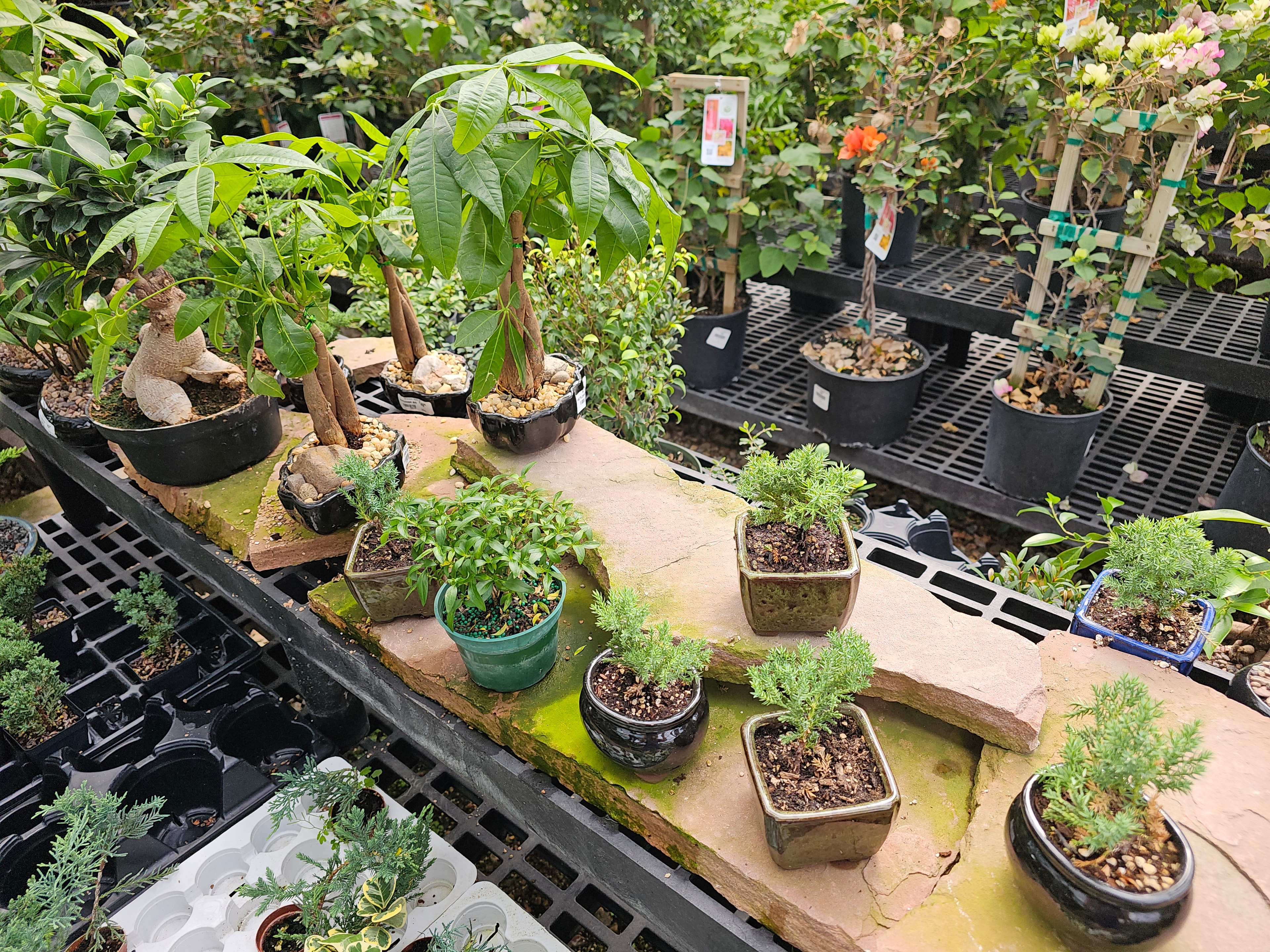 Bonsai tree collection on display at The Flower Bin nursery