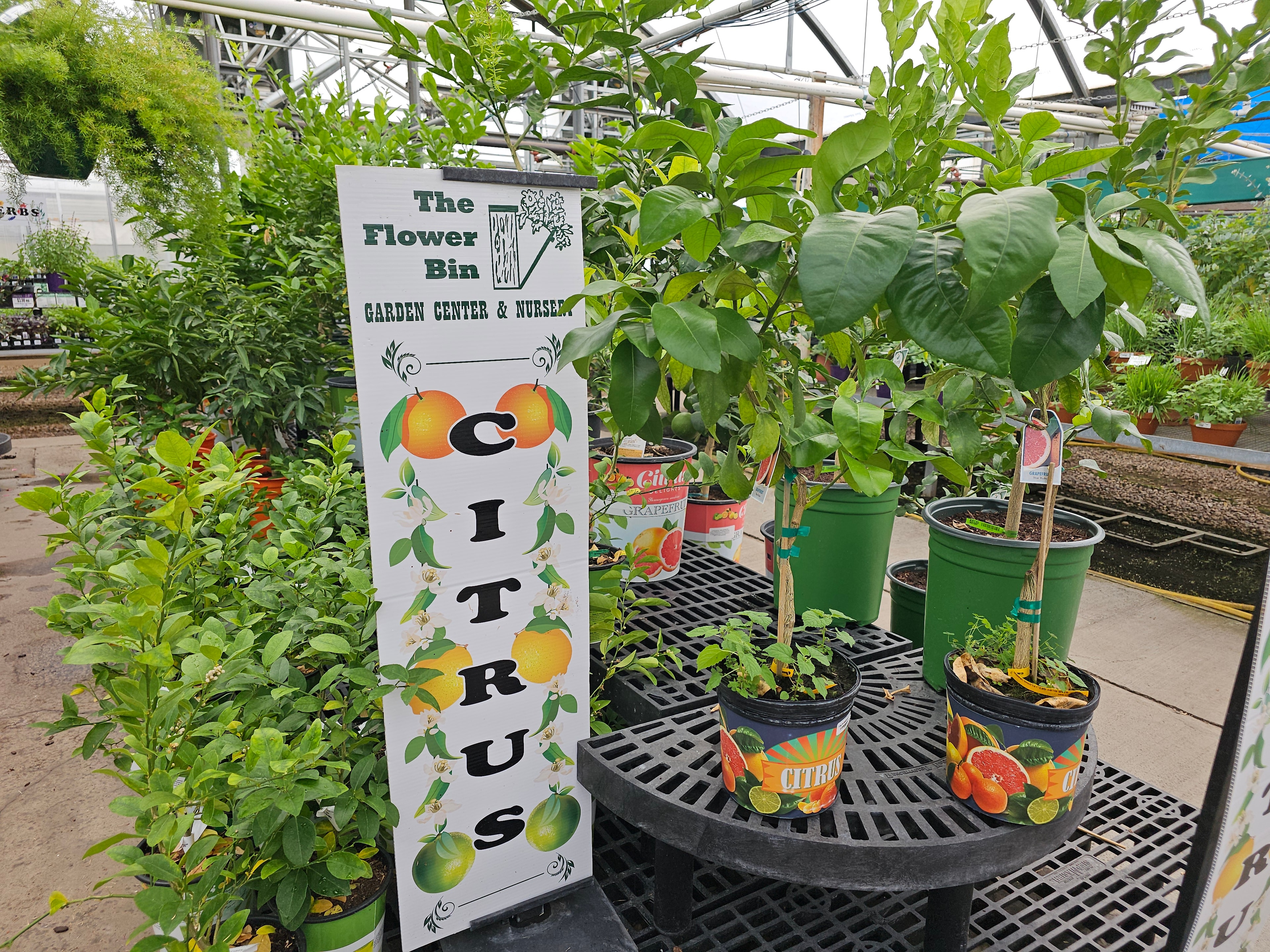 Potted citrus trees with fruit on display at The Flower Bin
