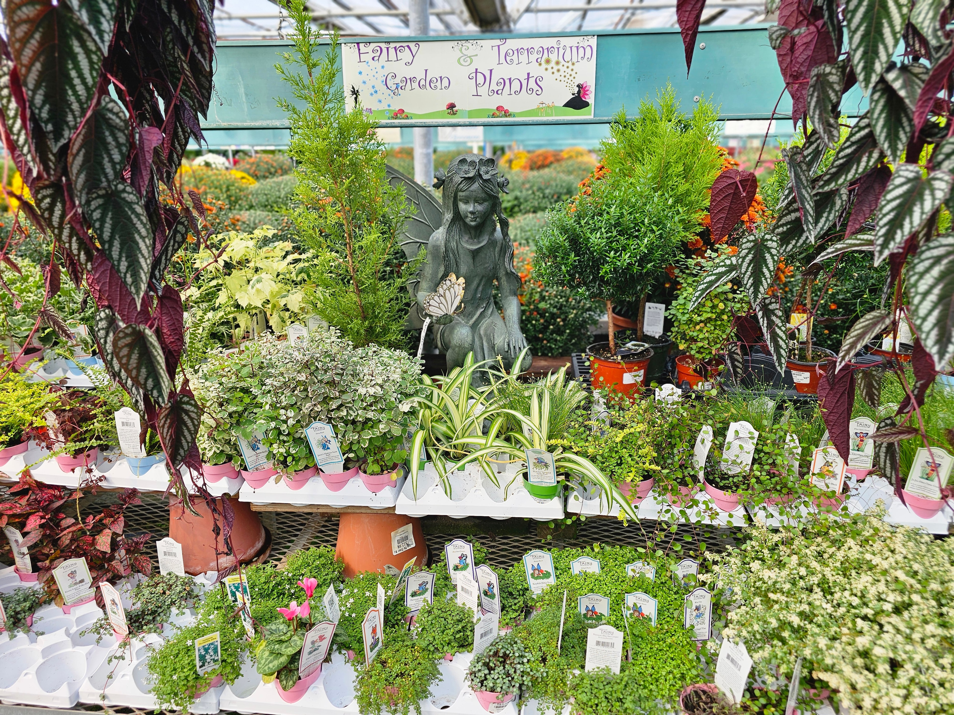 Fairy garden miniature plants and accessories display at The Flower Bin