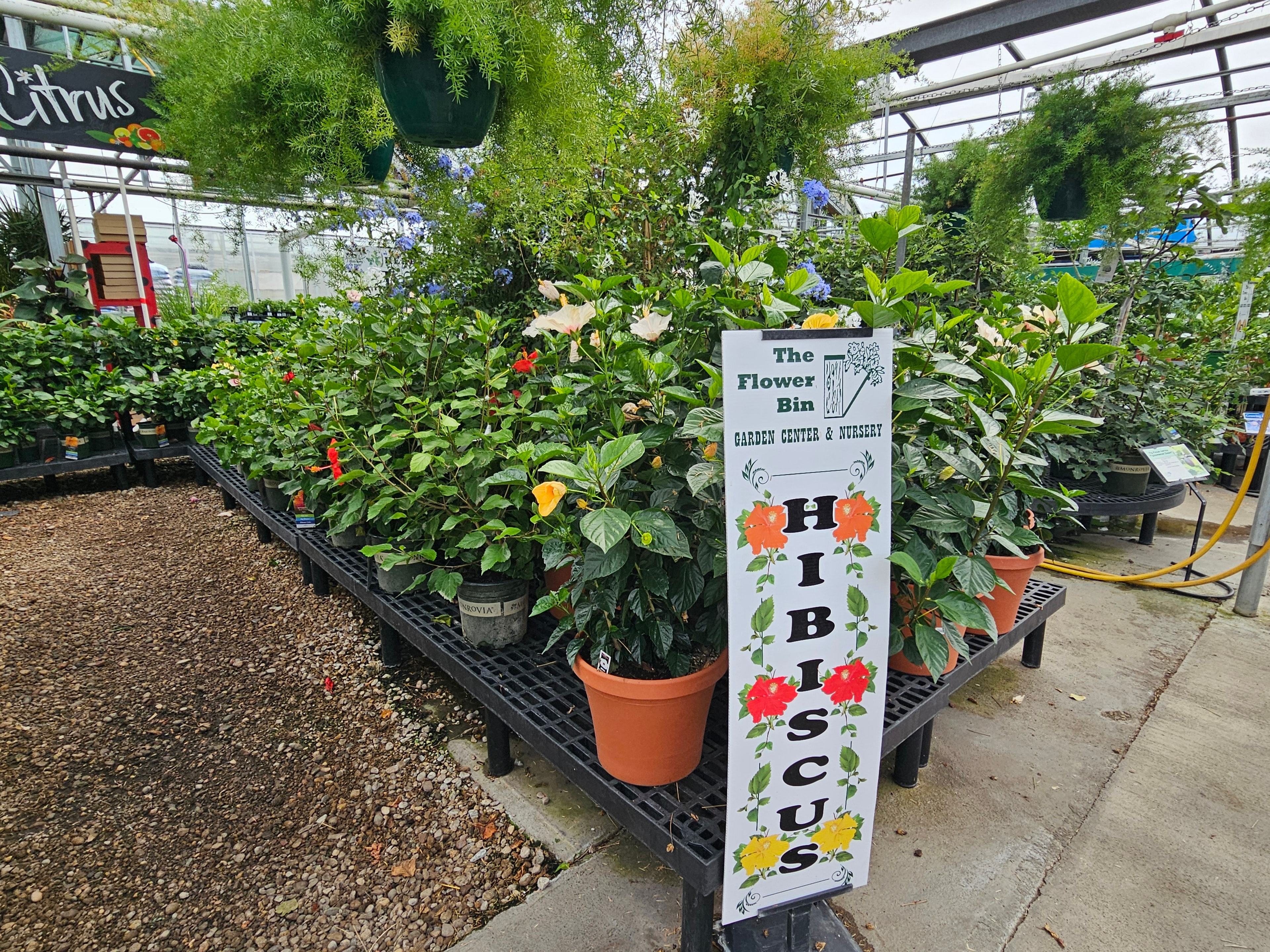 Tropical houseplants including palms and bird of paradise at The Flower Bin