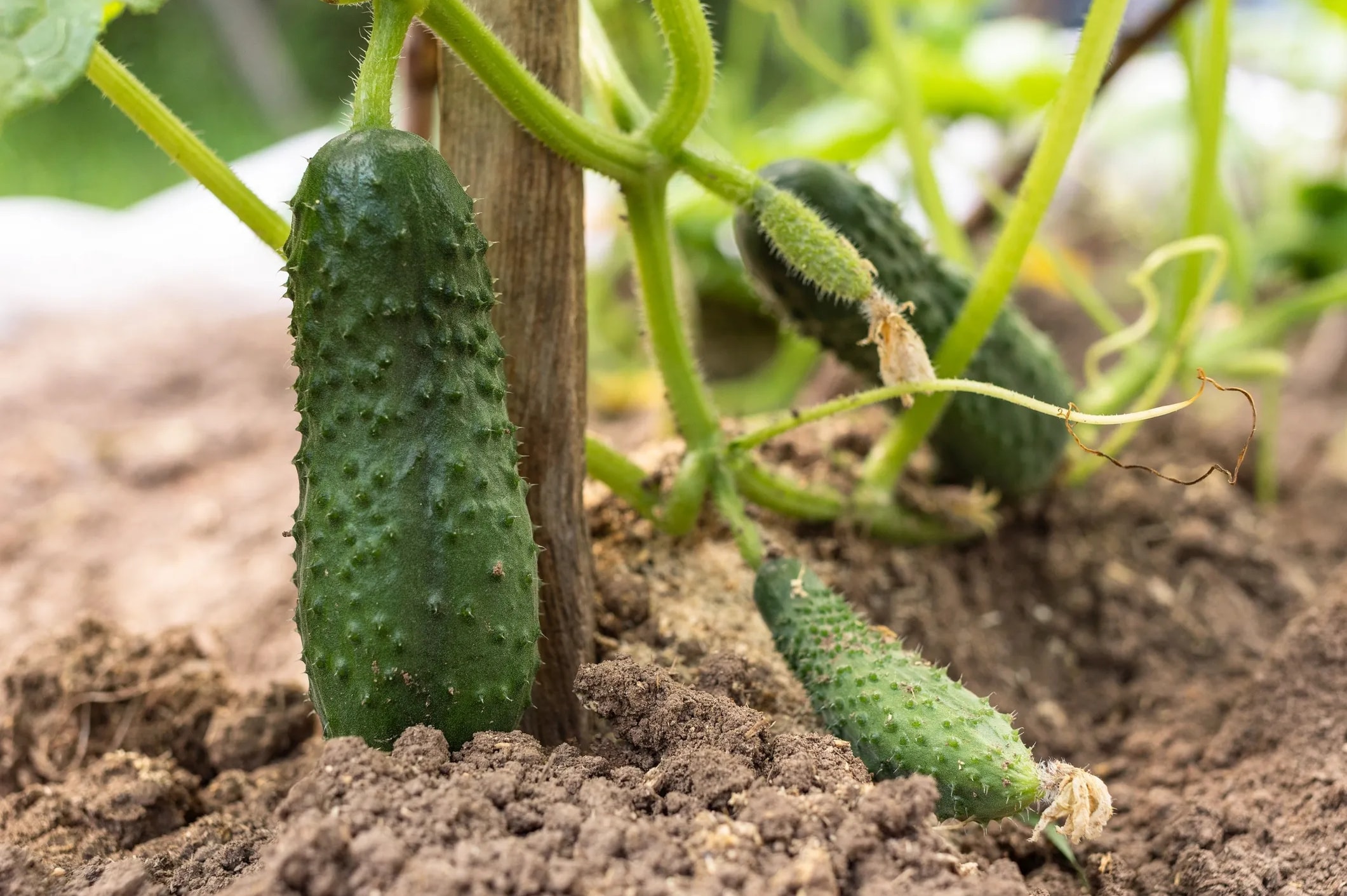 Cucumbers