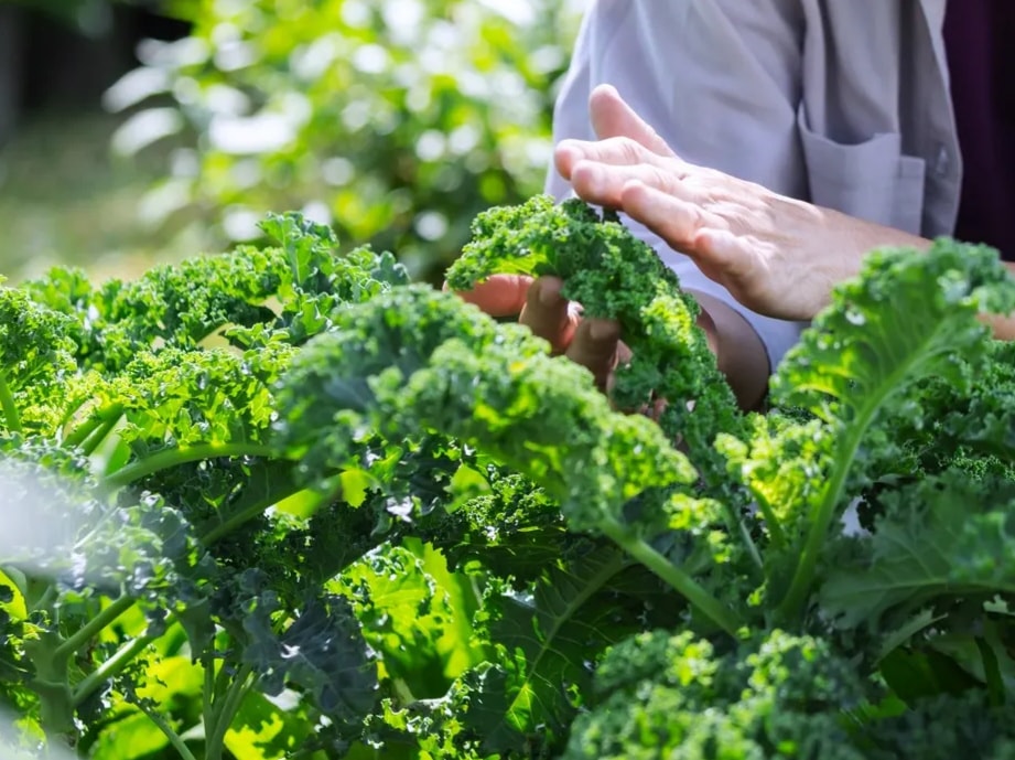 Kale
