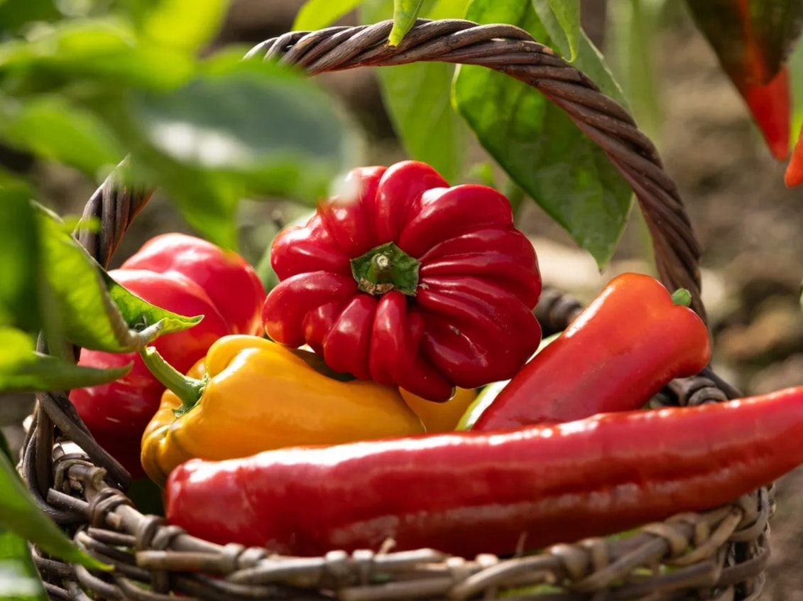 Peppers