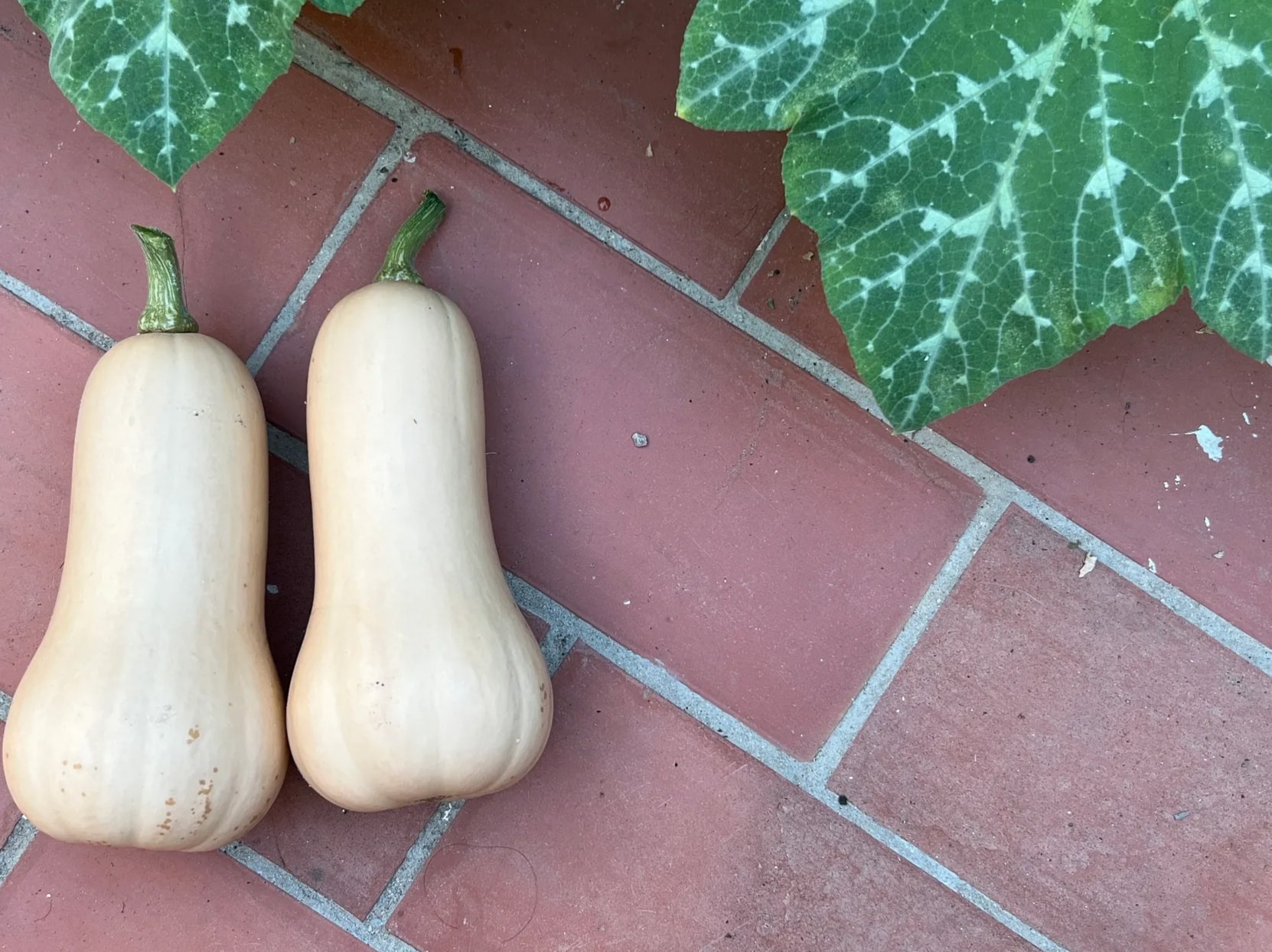 Squash