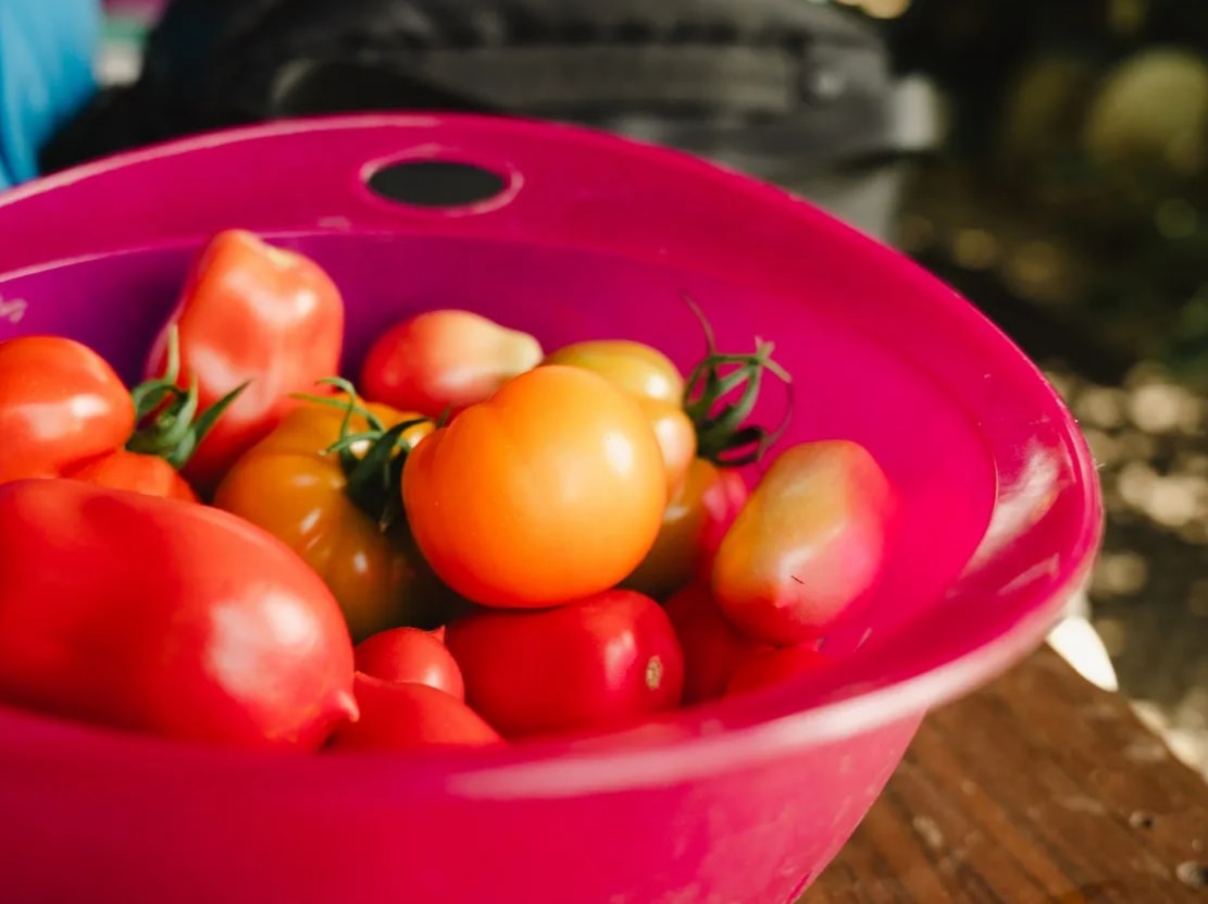 Tomatoes