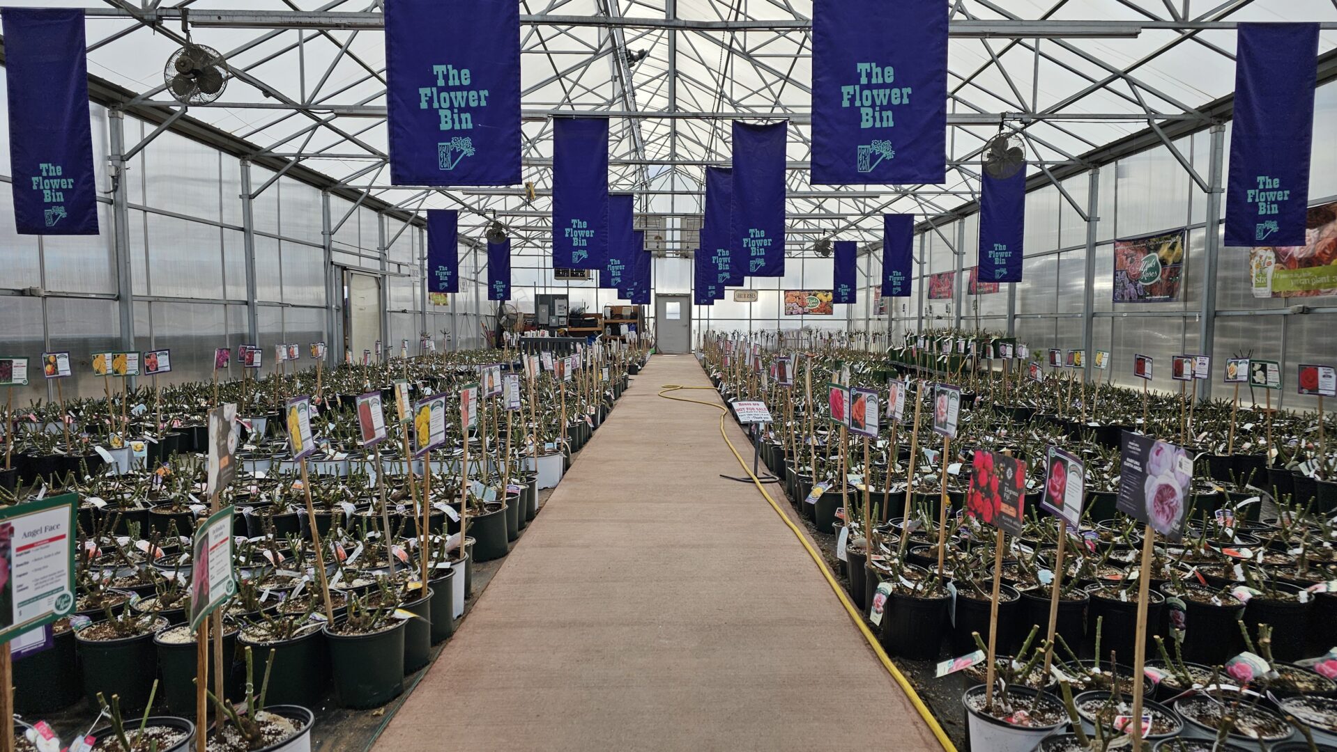 The Flower Bin's rose house 2026 plantings