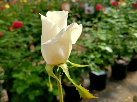 white rose bud blooming